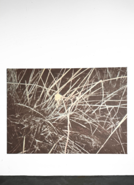 smellgrass