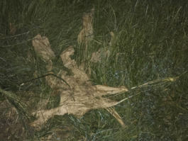 smellgrass