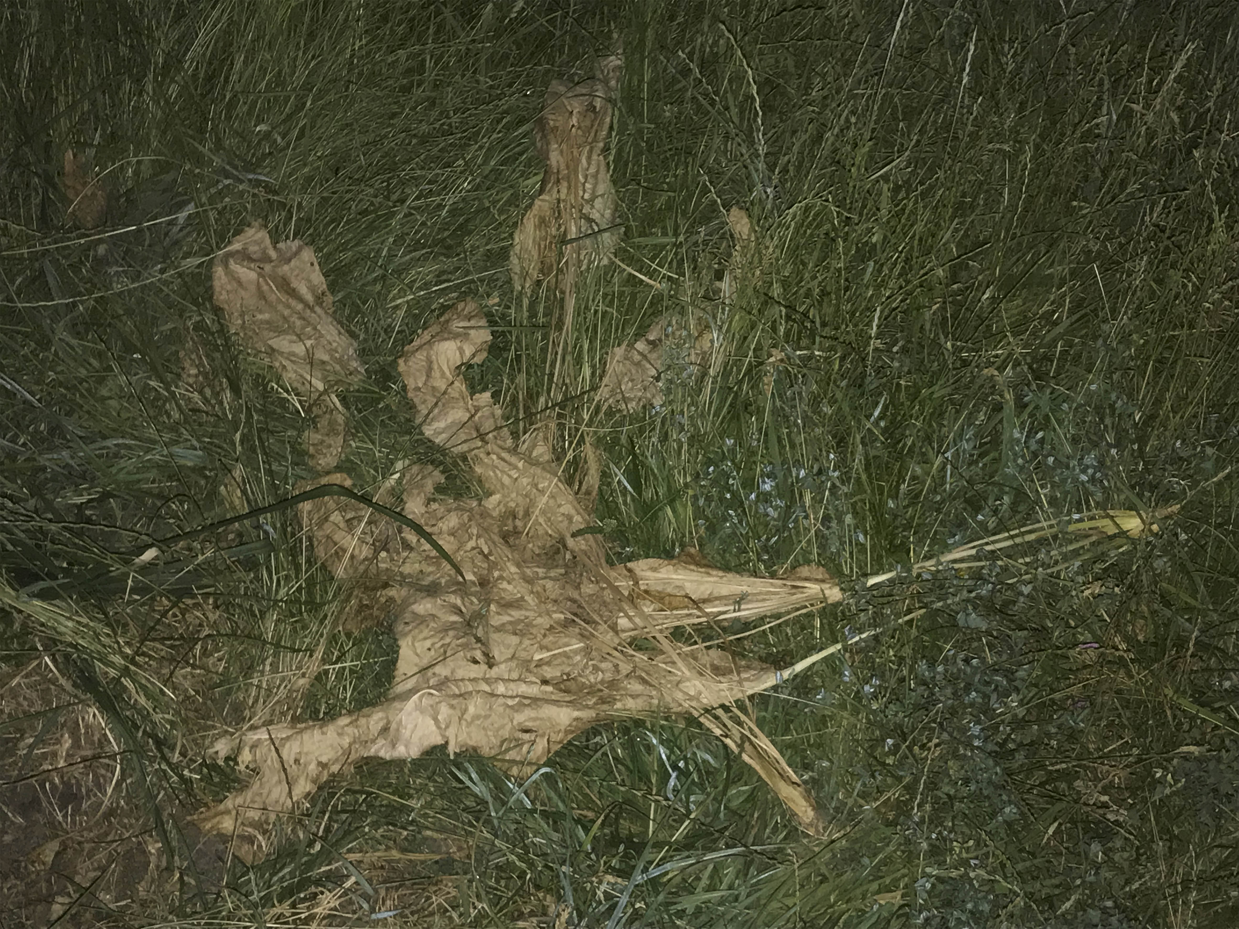 smellgrass