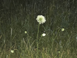 smellgrass