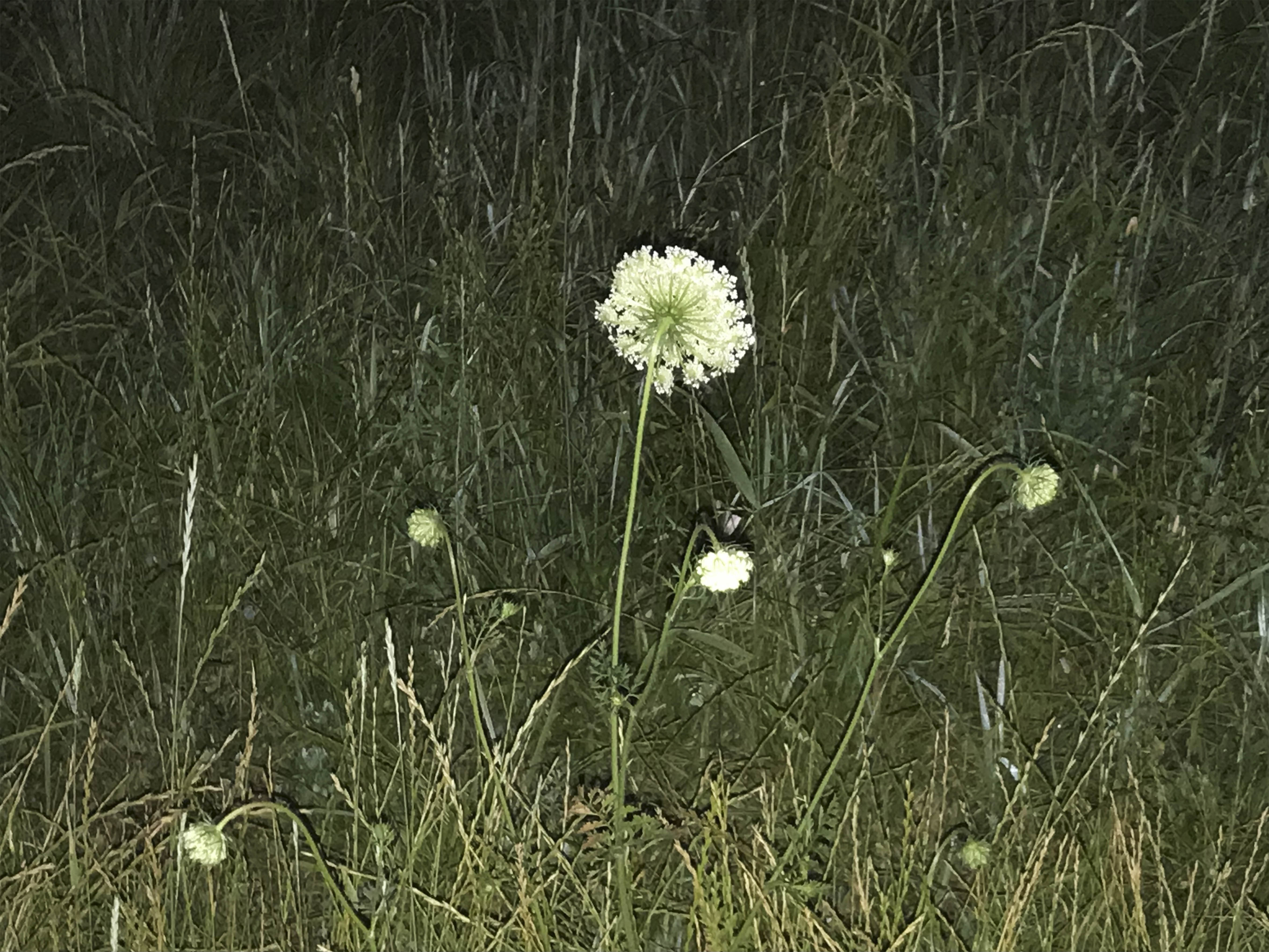 smellgrass