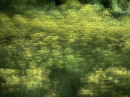 smellgrass