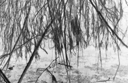smellgrass