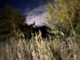 smellgrass